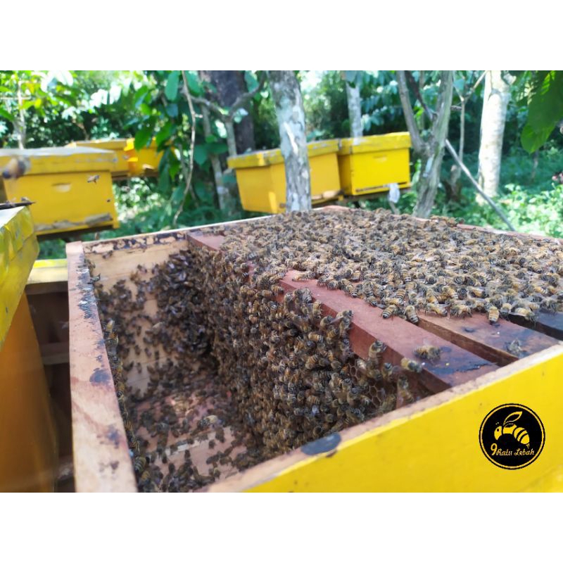 Bibit lebah madu mellifera produktif