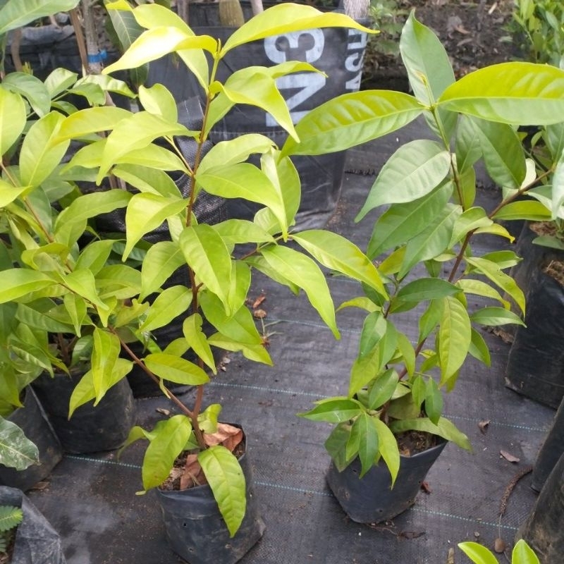 

daun salam