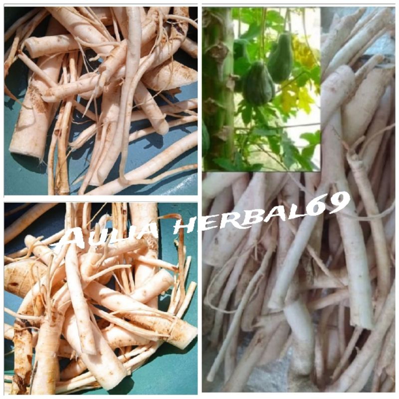 

Promo akar pepaya segar fres 1kg murah