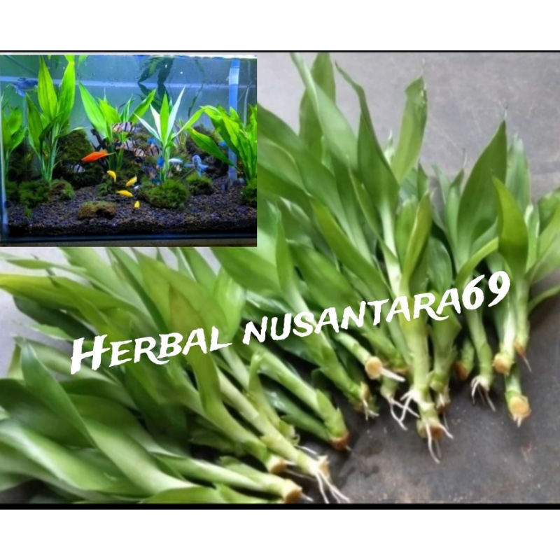 Terbaru tanaman hias air bambu hoki - bambu hoki aquascape murah