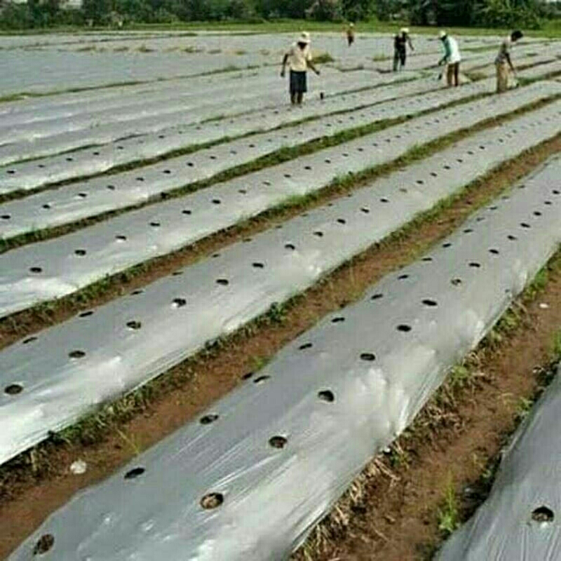 Plastik Mulsa Kemasan Kiloan Panjang / Mulsa Hitam Perak