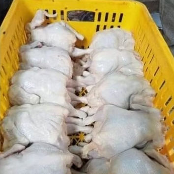 

Daging ayam segar 1000 gram