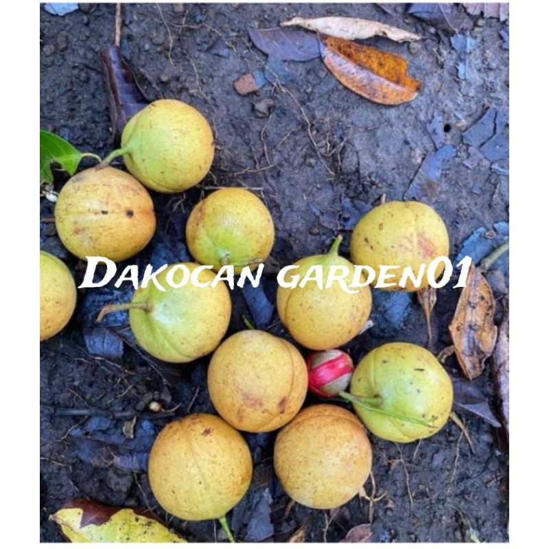 

500gr buah pala muda utuh buat manisan