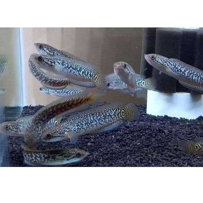 RSP Kalimaya/Asiatica RSP/red strip pure/kalimaya 5-7cm