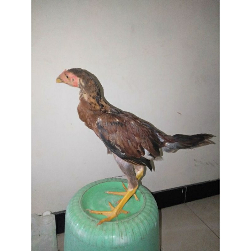 anak ayam mangon