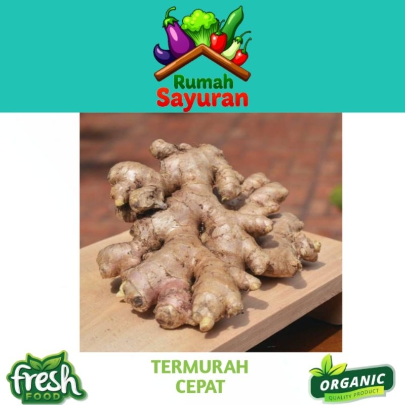 

Jahe Gajah Jahe Putih Super Fresh Jumbo 1kg