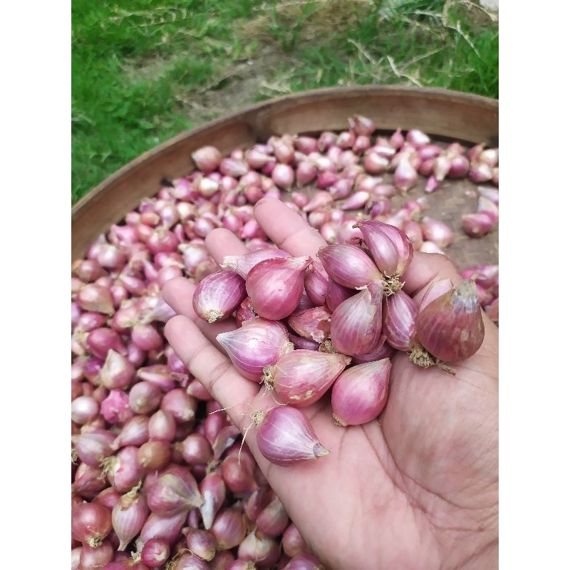 

Bawang Merah KERING , Campur besar kecil , Murah Hanya 17.500 per kilo, Asli Ponorogo