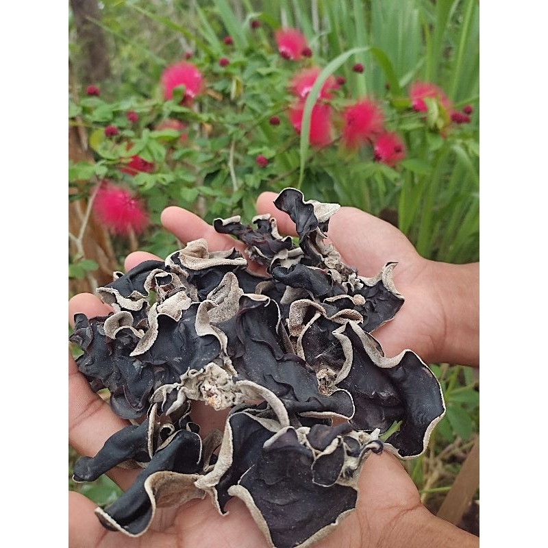 

JAMUR KUPING KERING GRADE A 1KG