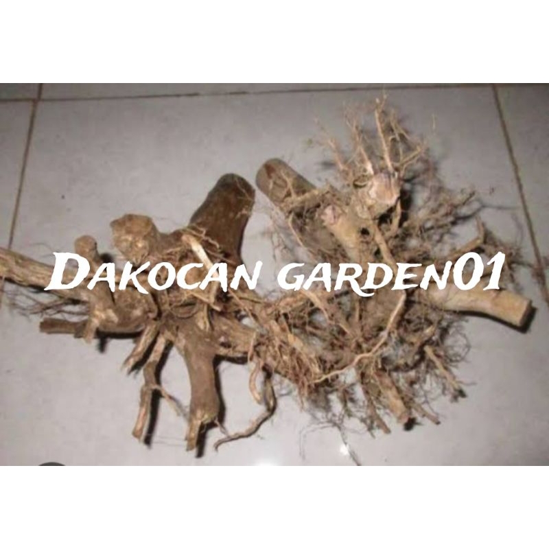 Bonggol jumbo kayu senggani aquascape/hiasan aquarium