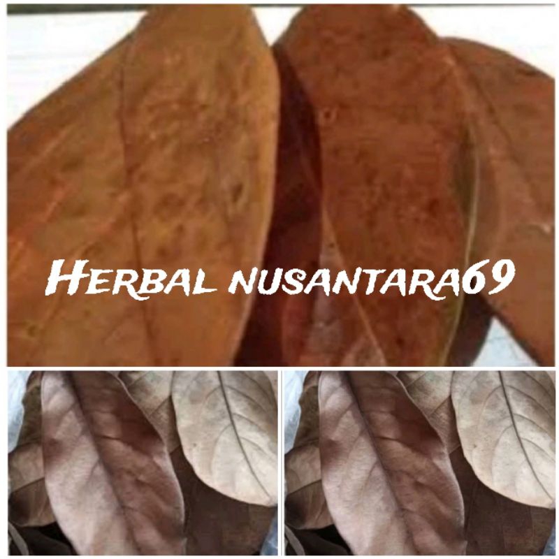 

Promo 100 lembar daun nangka kering siap di gunakan murah