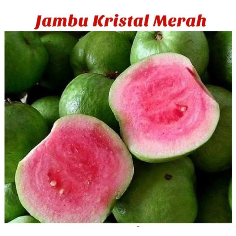 

Buah Jambu Kristal Merah & Putih kwalitas Super Tanpa biji per 1kg / JamKis Super Non Biji Fresh