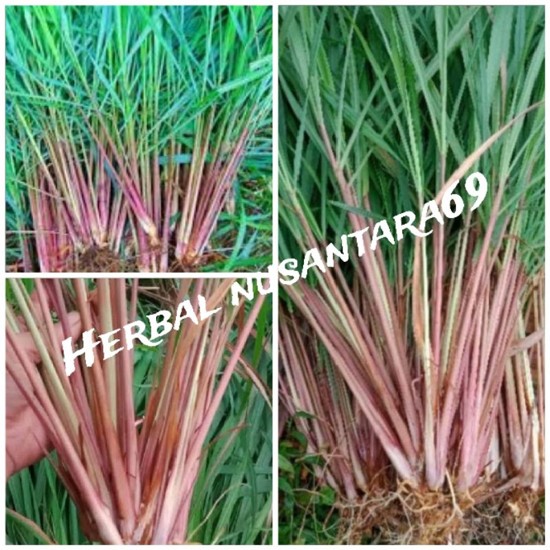 

500gr Sereh merah/sereh wangi bisa untuk bibit