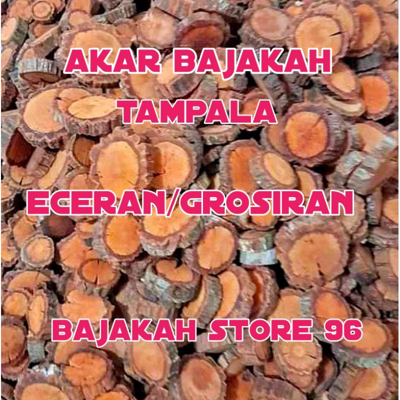 t bajakah tampala super asli kalimantan original termurah harga grosir