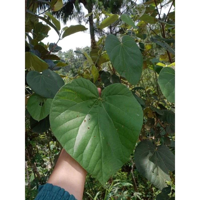 

daun waru untuk kesehatan asli Cilacap 20 lembar