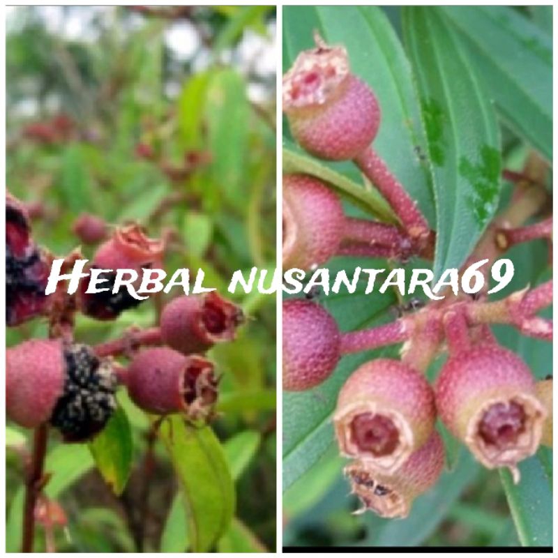 

Ready 250gr buah senggani/senduduk segar petik langsung