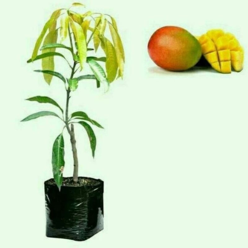 bibit mangga gedong gincu super okulasi