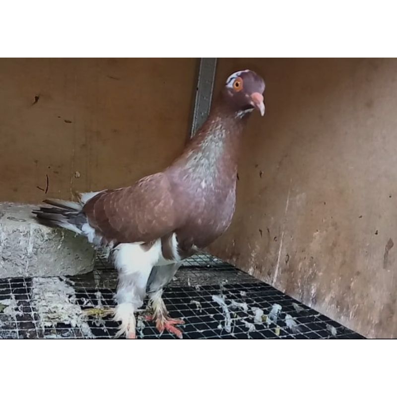 Burung merpati betina jembros