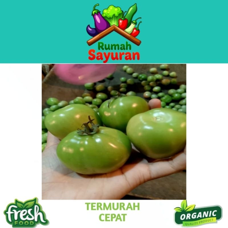 

Tomat Hijau 1kg Super Fresh Termurah