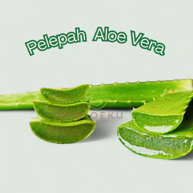 

Pelepah Lidah Buaya Jumbo Aloe Vera