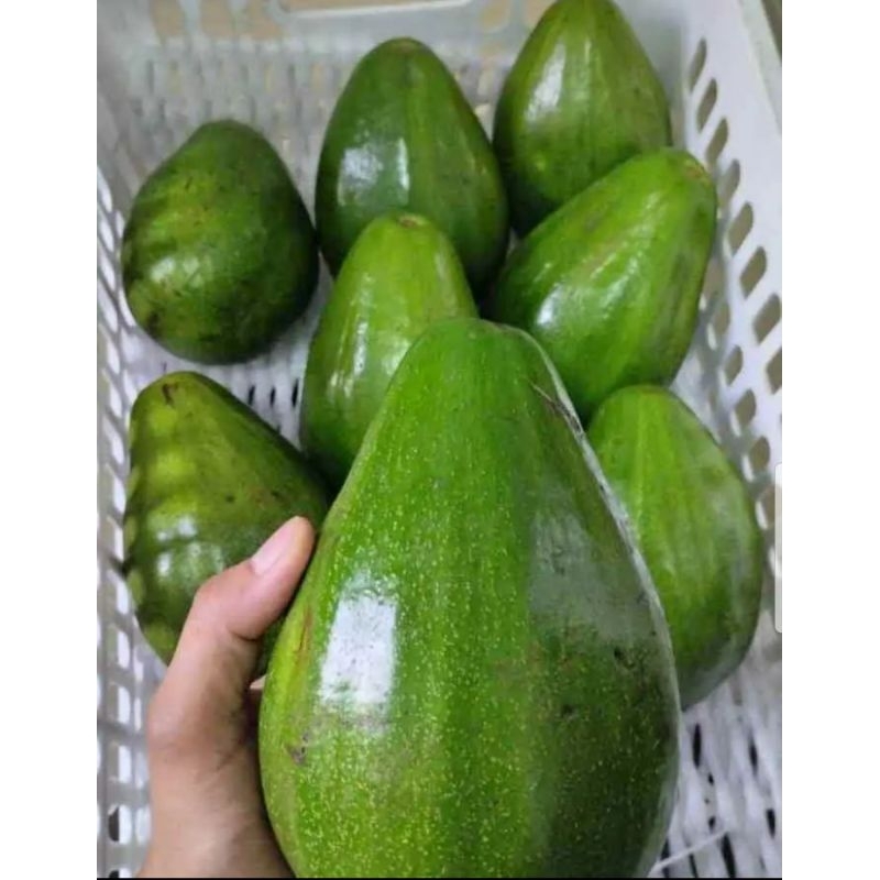 

alpukat aligator berat produk 1 kg