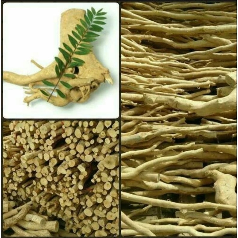 

akar pasak bumi potongan Kalimantan