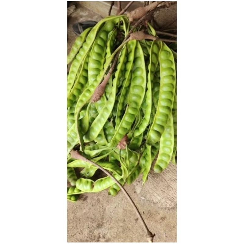 

PROMO Murah Protolan / Sutiran Pete / Petai Campuran