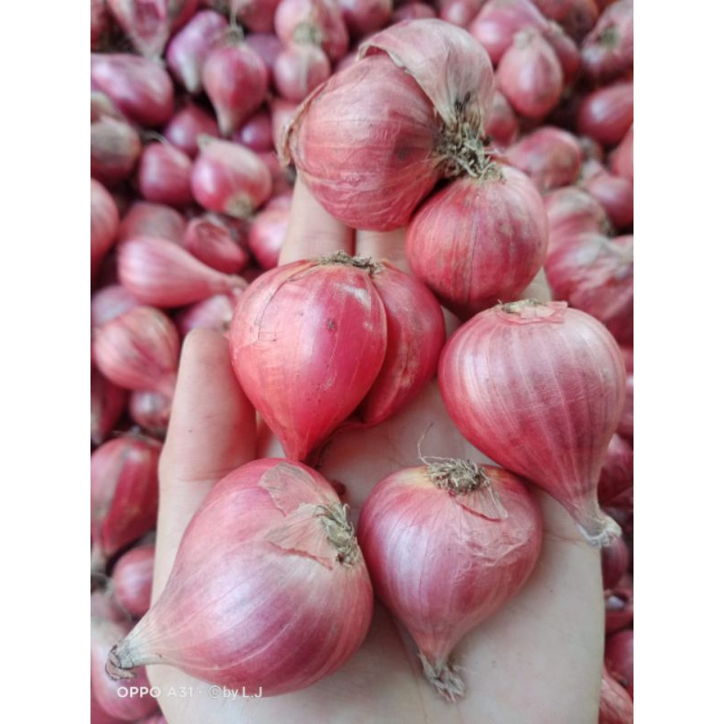 

Ready siap kirim Bawang merah Super kemasan 1 kg