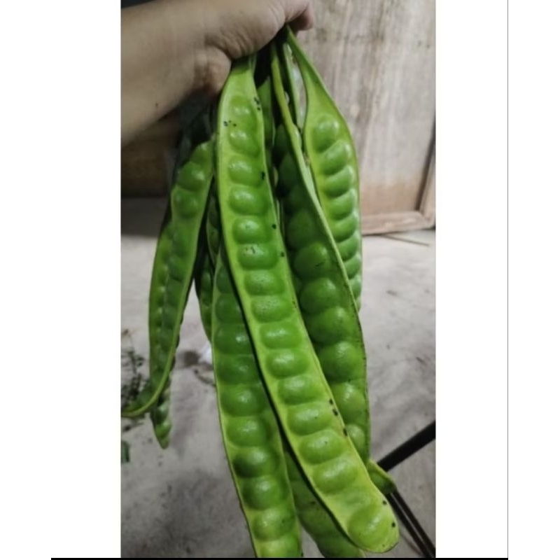 

PROMO BERKAH Pete Sedang fresh 10 papan fresh Bisa COD dan Gratis Ongkir