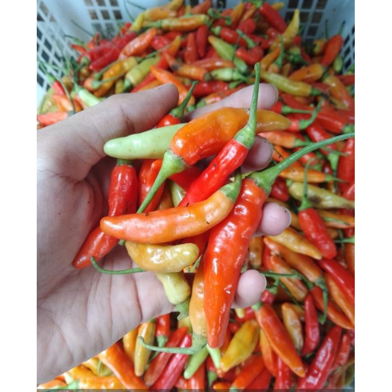 

Ready Cabe rawit fresh super pedas 1 kg