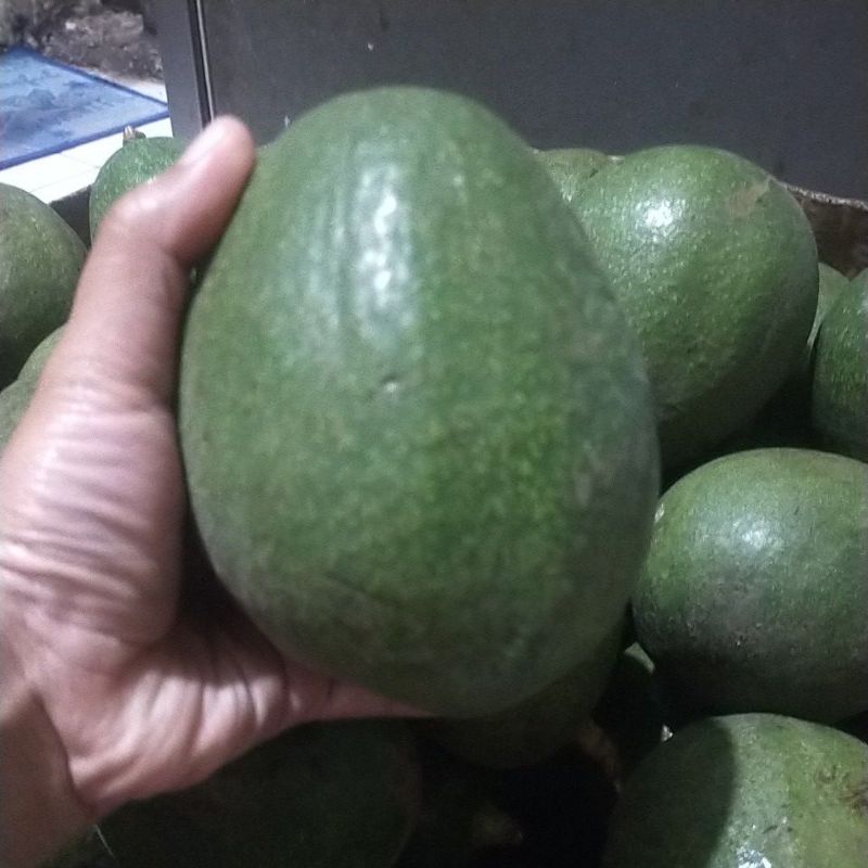 

alpukat