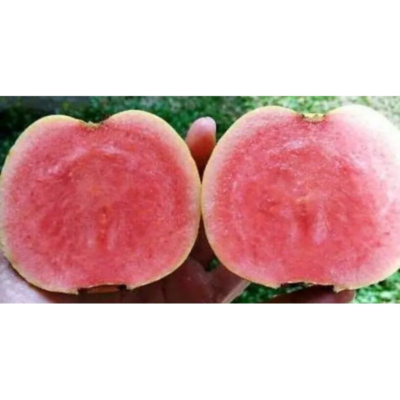 

jambu kristal merah 1kg