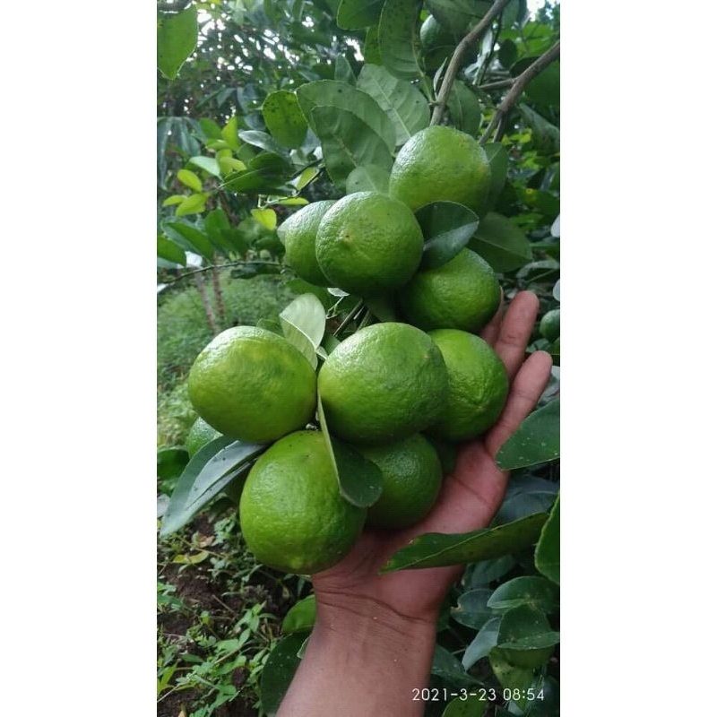 

jeruk nipis segar 1 biji