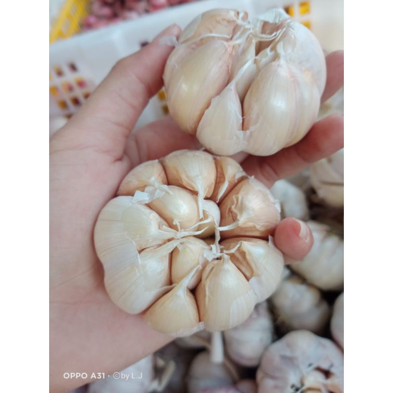 

Ready bawang putih super kemasan 1 kg