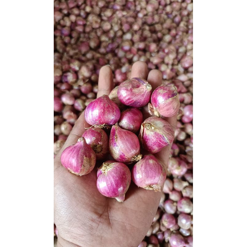 

[TERMURAH] Bawang Merah LOKAL - BESAR 1 kg