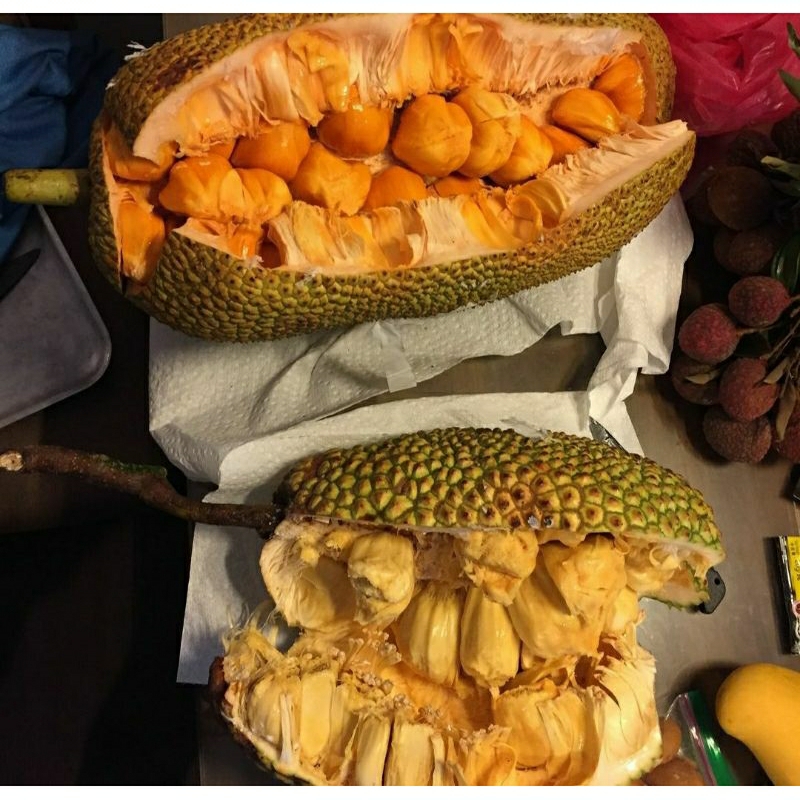 Bibit cempedak import (King, guling, cempedur)