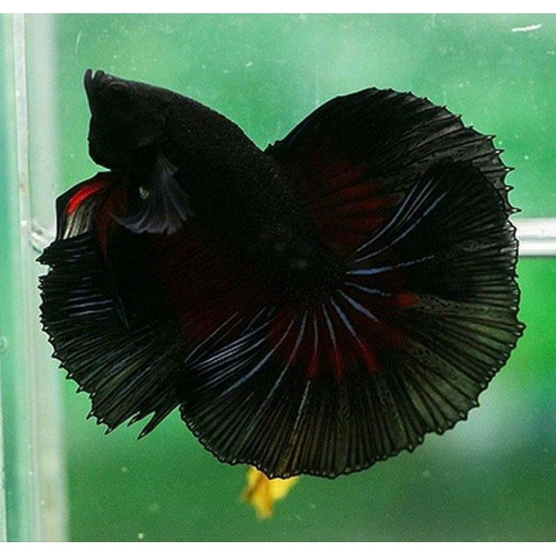 

IKAN CUPANG BLACK KING SUPER
