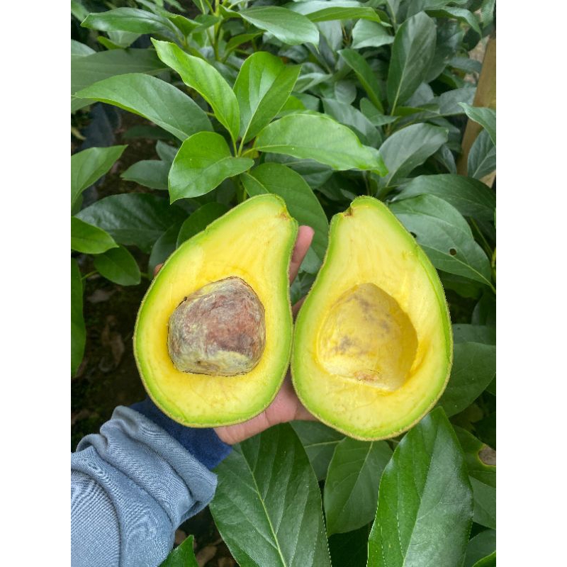 

Alpukat Pluwang Grade A