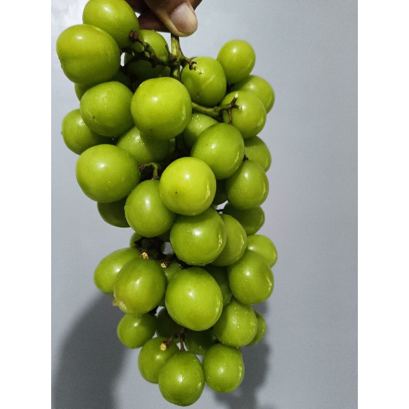 

Anggur Muscat Premium: Manis, Lembut, Tanpa Biji
