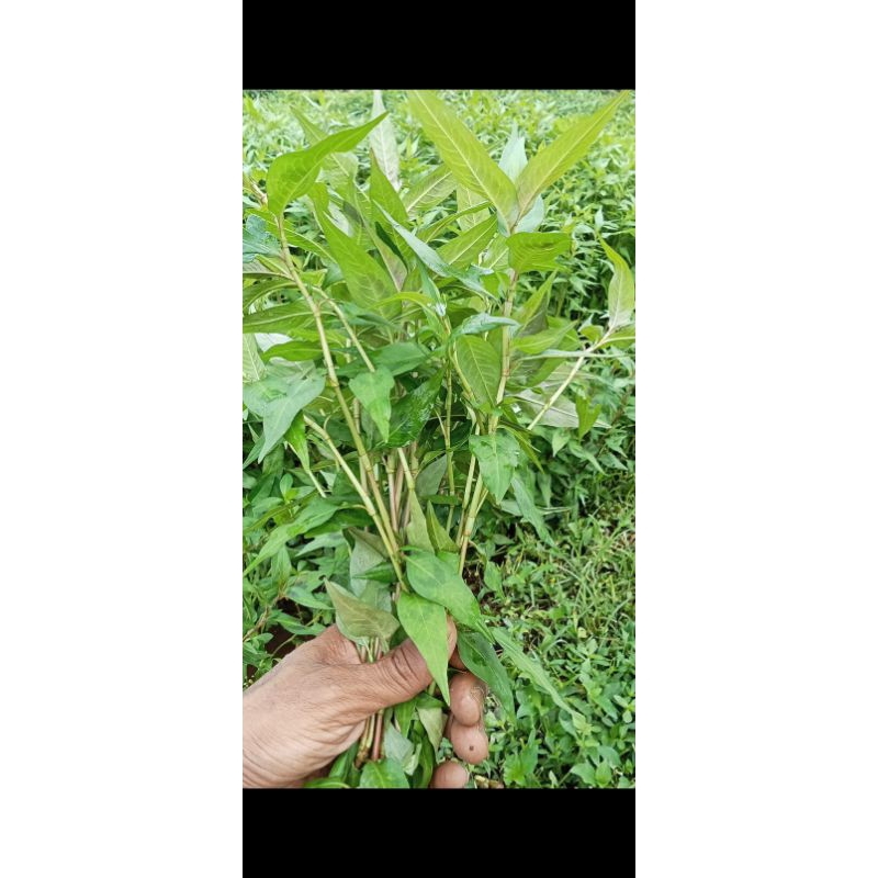

daun kesum| laksa leaf| kesum segar 500gram