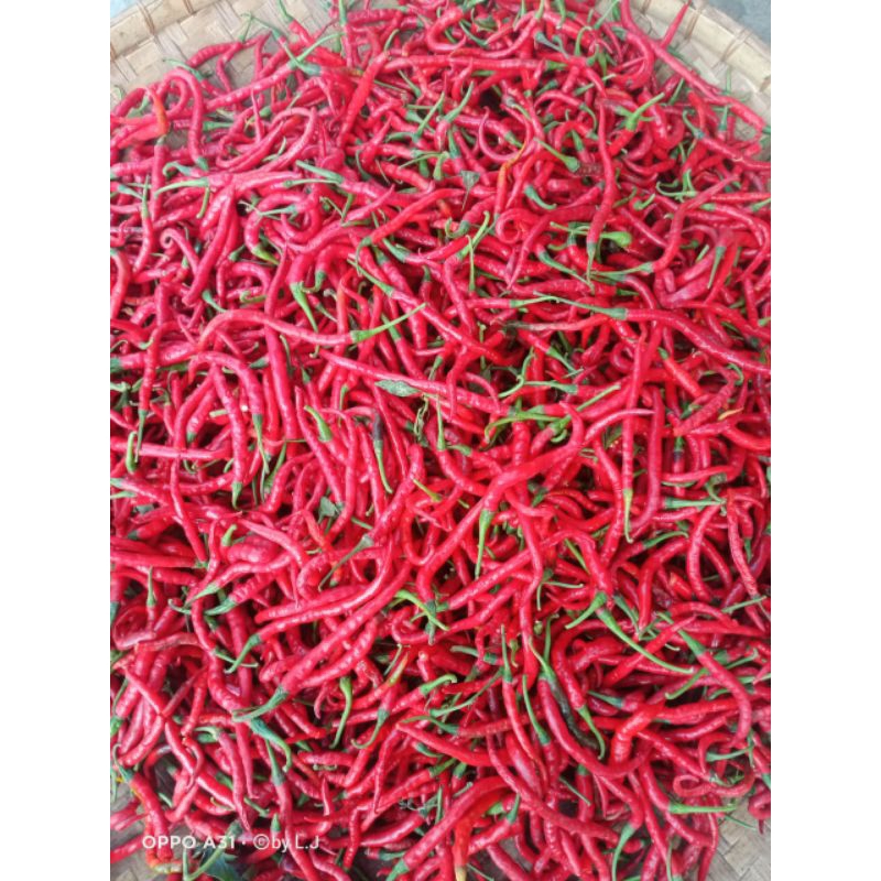 

Ready siap kirim Cabe keriting Merah kemasan 1 kg