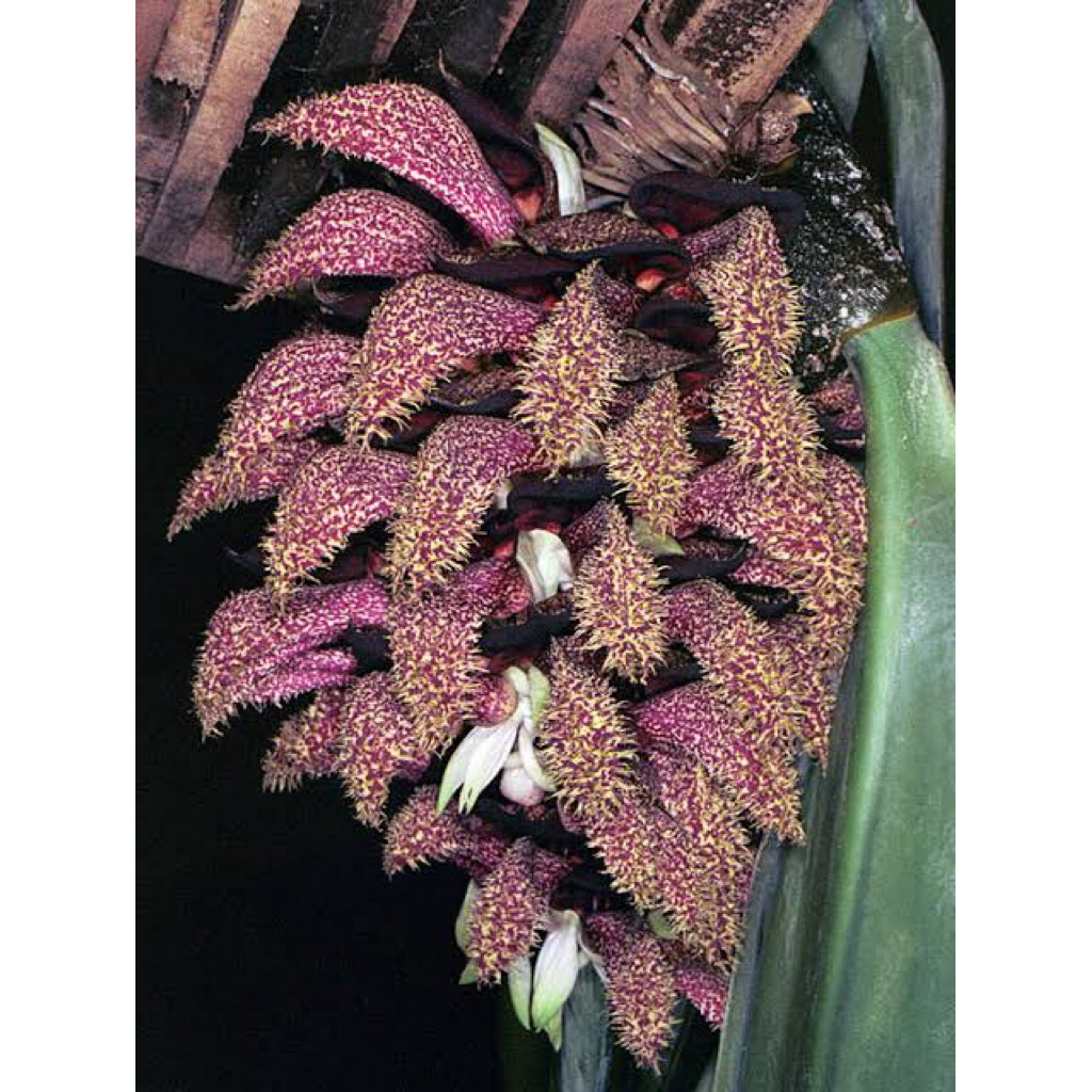 Bulbophyllum Phalenopsis (Anggrek Dasi Papua)