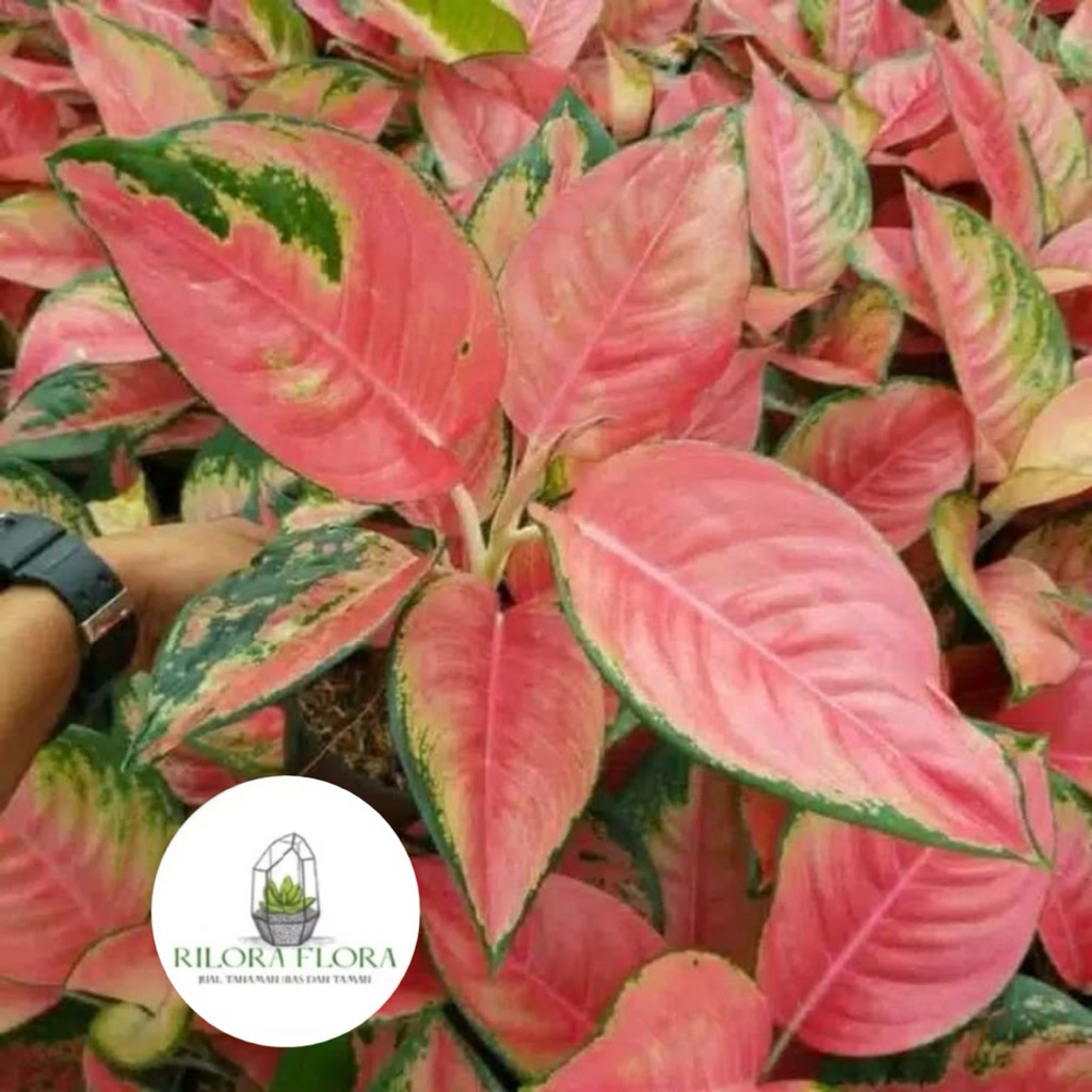 Tanaman hias aglonema khocin - Pohon aglonema khocin
