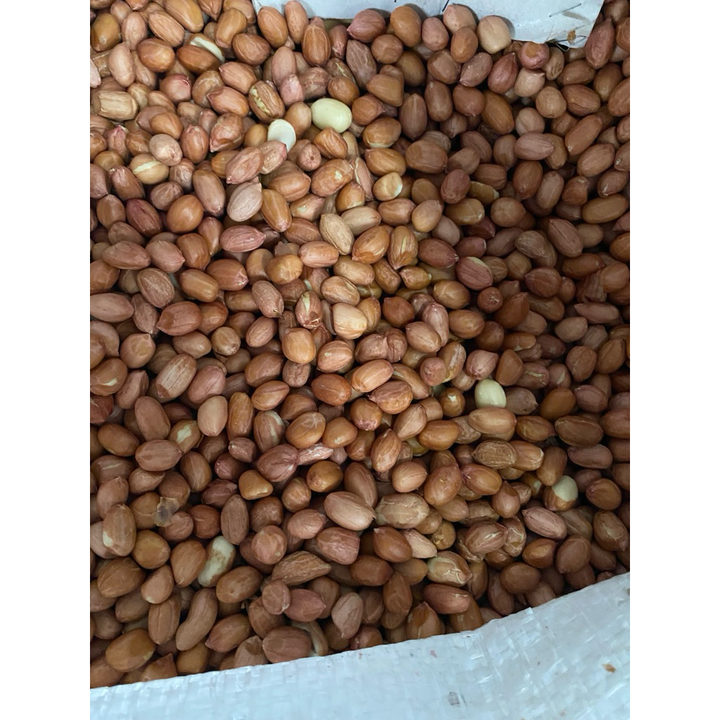 Kacang Tanah India Super Premium Besar dan Putih / Kacang Tanah Super / Kacang Tanah Premium / Kacan
