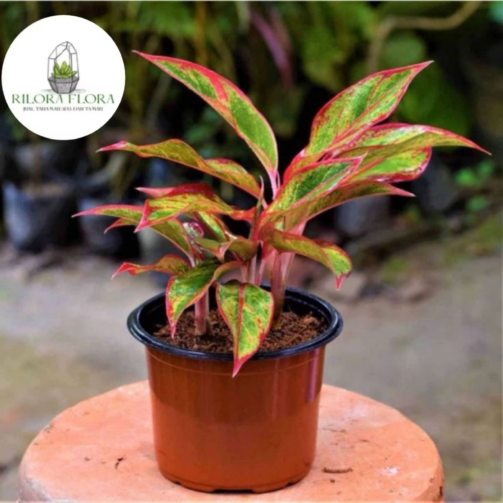 Tanaman hias aglonema lipstik merah - Pohon aglonema lipstik merah