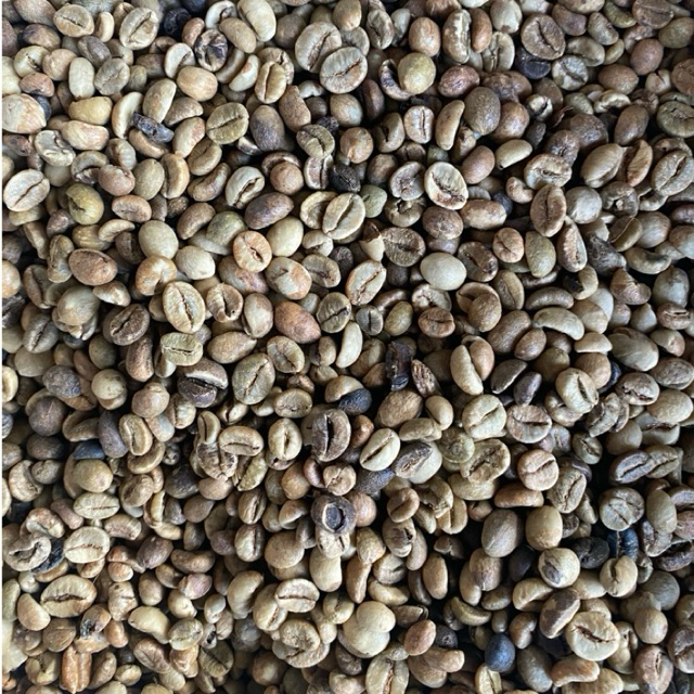 Biji Kopi Robusta Lampung Green Beam  Berkualitas / Biji Kopi Robusta Lampung Green Beam  / Biji Kop