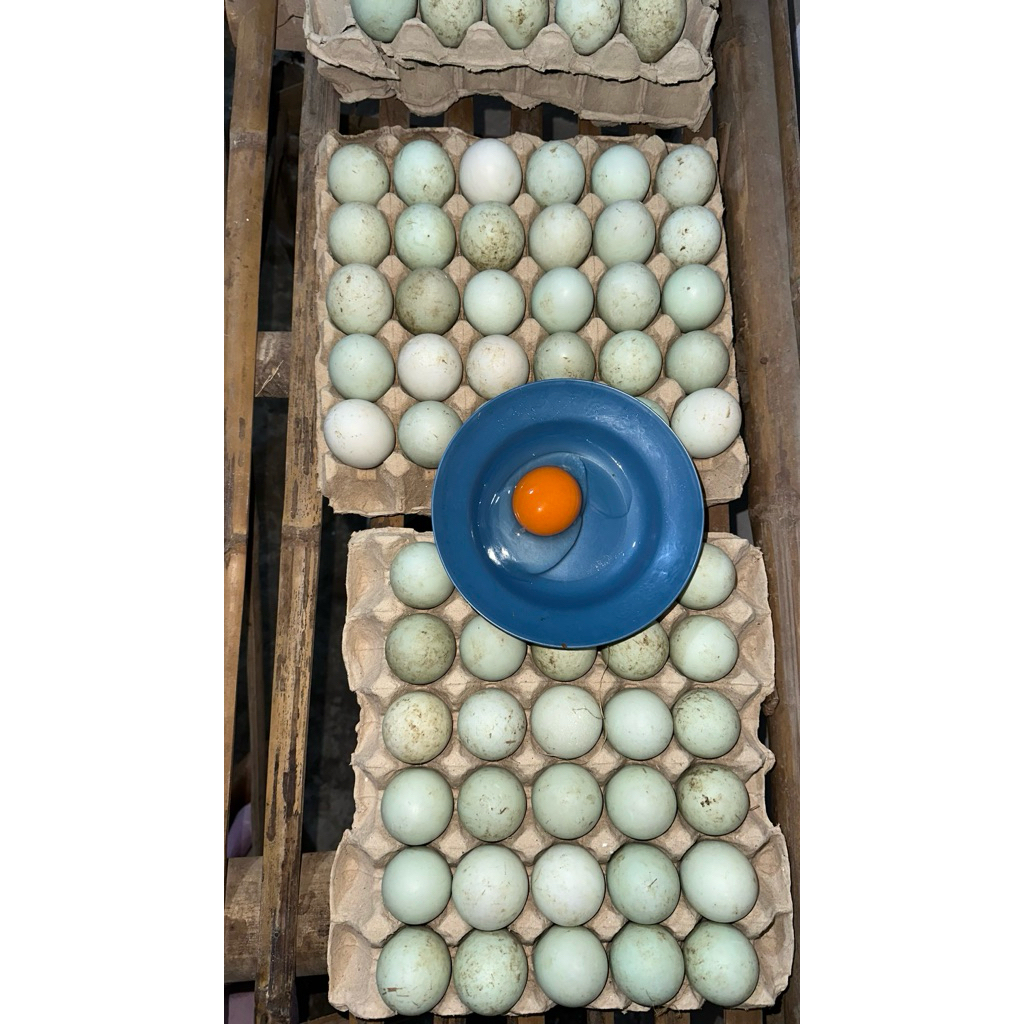 telur bebek omega