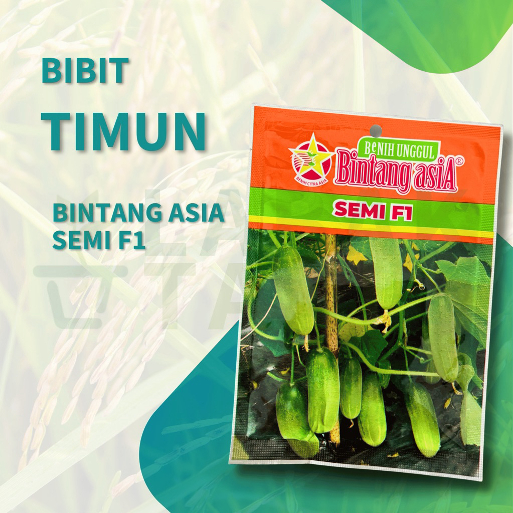 Bibit Benih Unggul Bintang Asia Biji Timun Semi F1 20 Gram