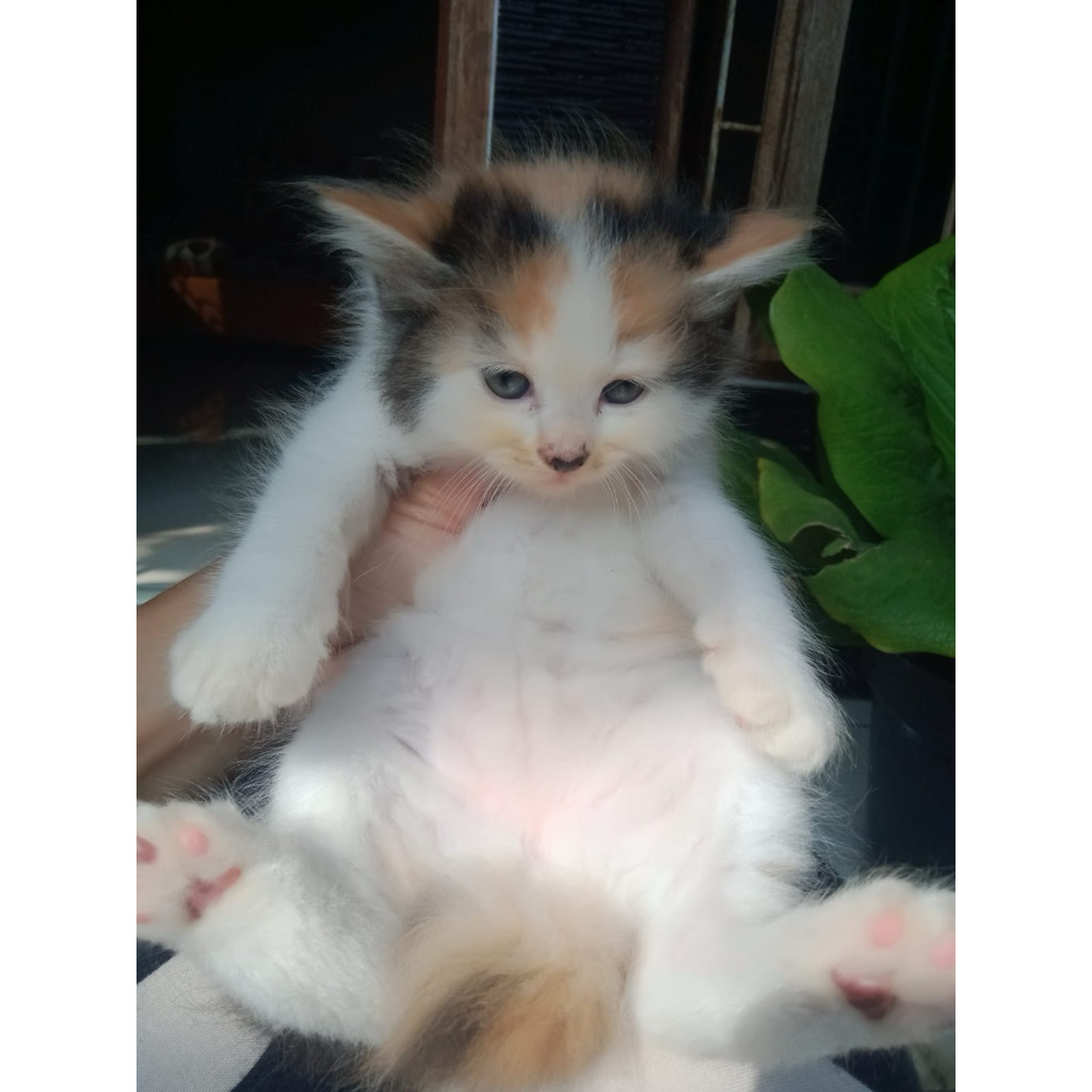 Kitten Persia Medium