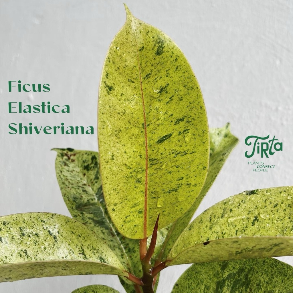 Ficus Elastica Shivereana - Tanaman Rawatan