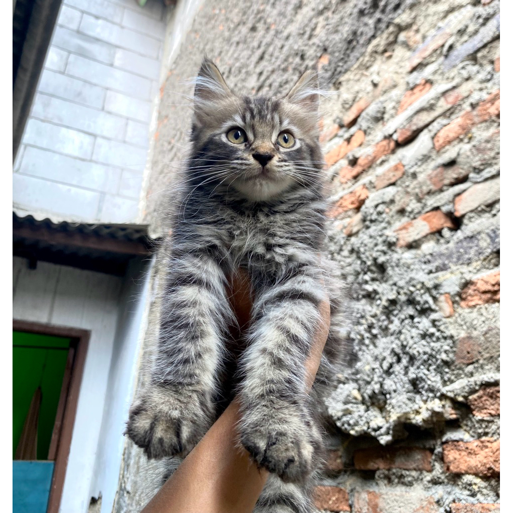 Kitten Mainecoon mix Persia